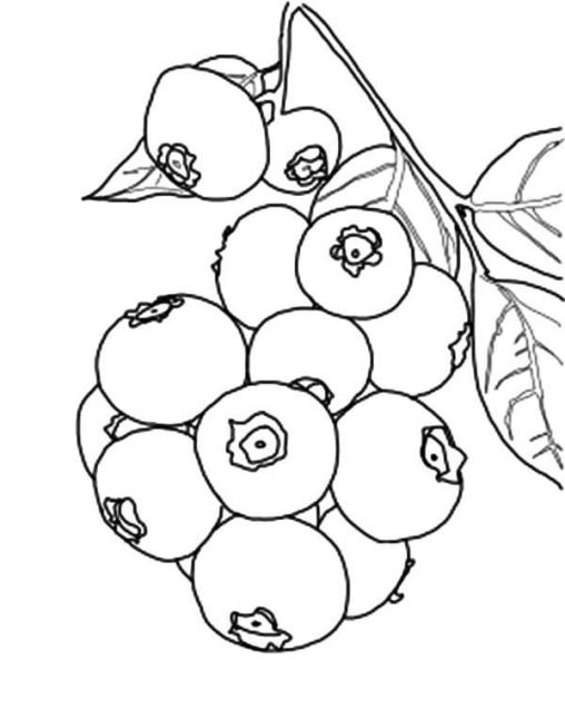 sweet blueberry coloring pages printable jpg