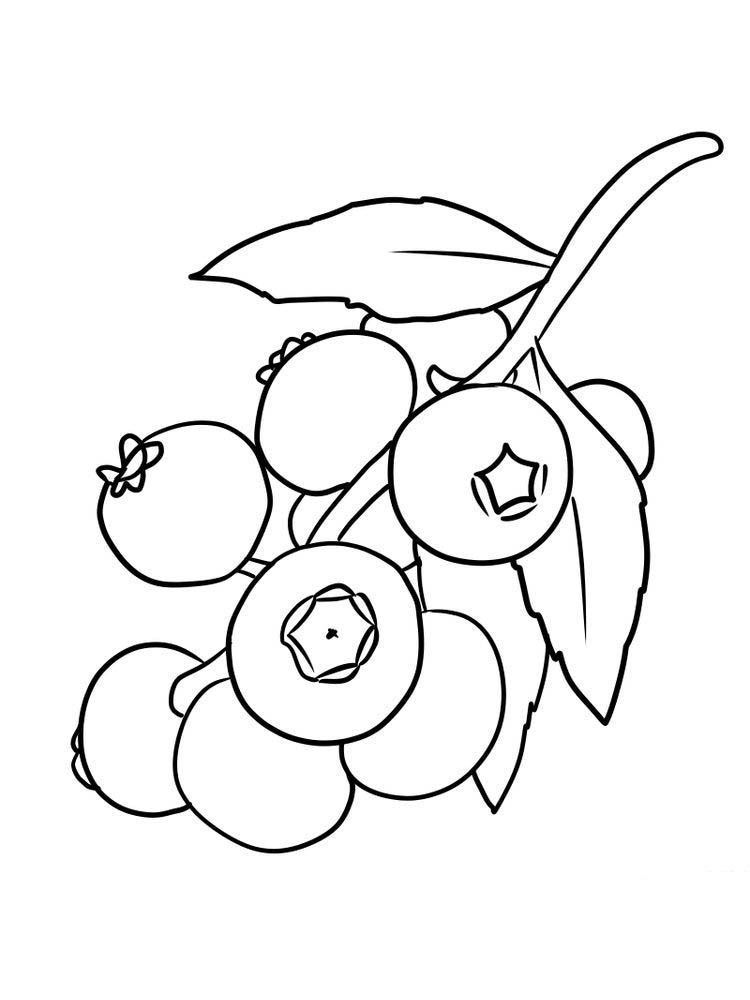 sweet blueberry coloring pages printable jpg