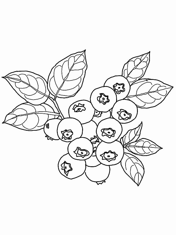 sweet blueberry coloring pages printable jpg