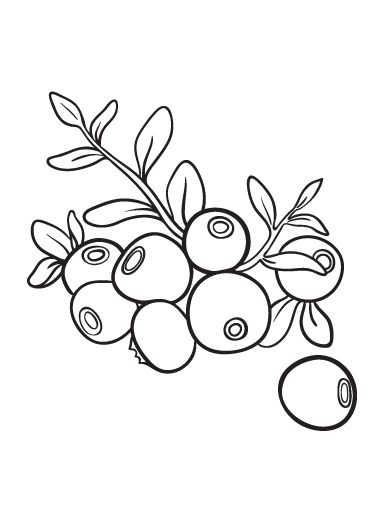 sweet blueberry coloring pages printable jpg