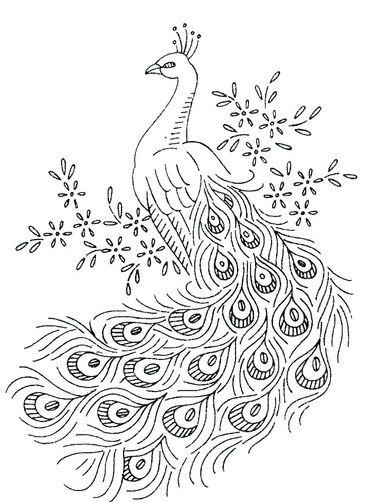 elegant peacock coloring pages printable jpg