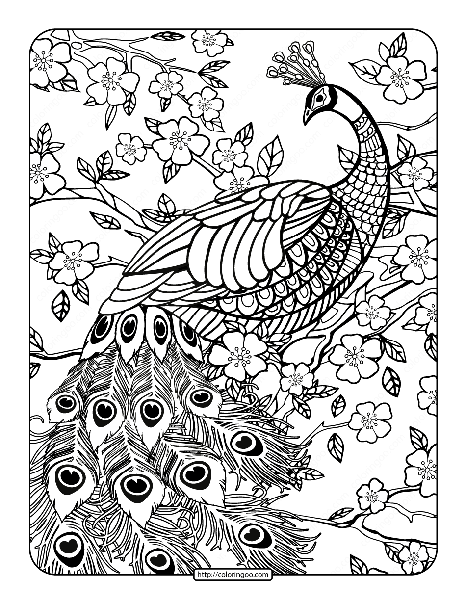 elegant peacock coloring pages printable jpg