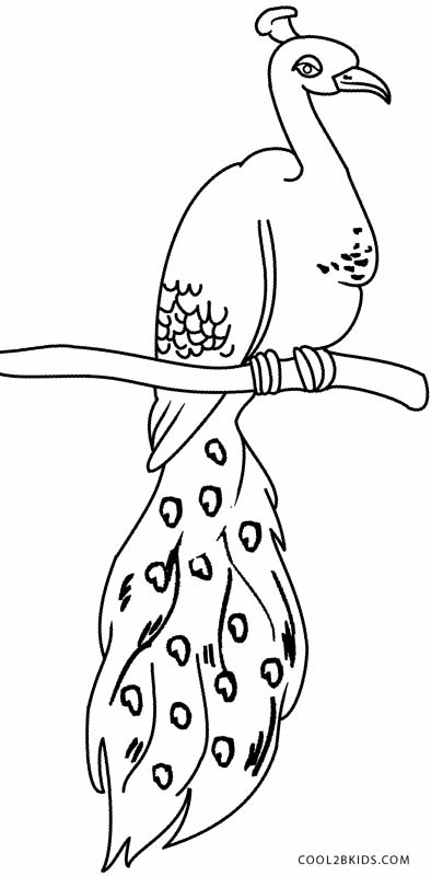 elegant peacock coloring pages printable jpg