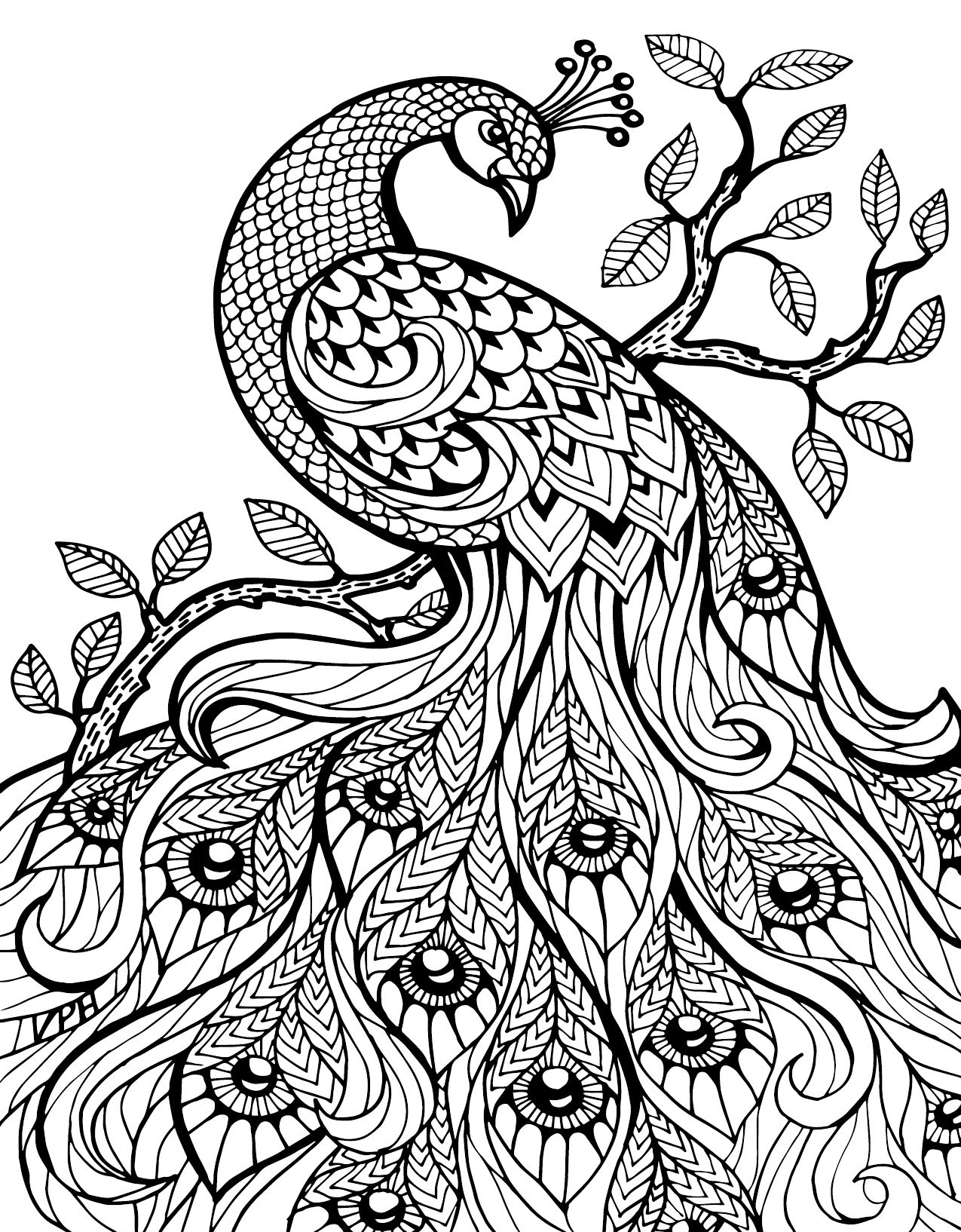 elegant peacock coloring pages printable jpg