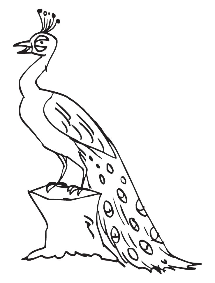 elegant peacock coloring pages printable jpg