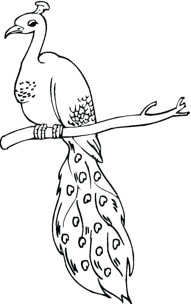 elegant peacock coloring pages printable jpg