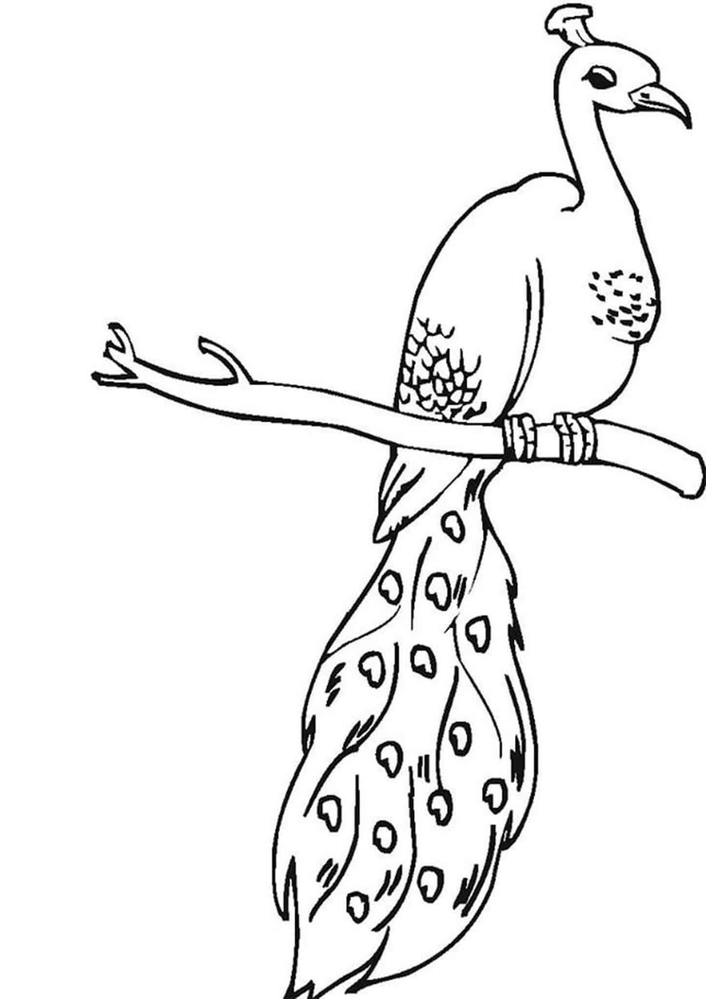 elegant peacock coloring pages printable jpg