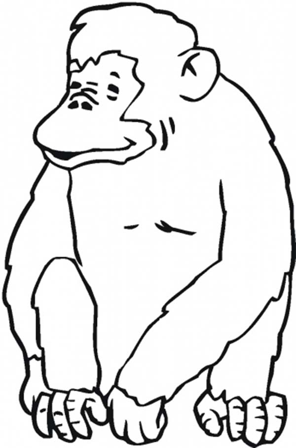 playful chimpanzee coloring pages printable jpg