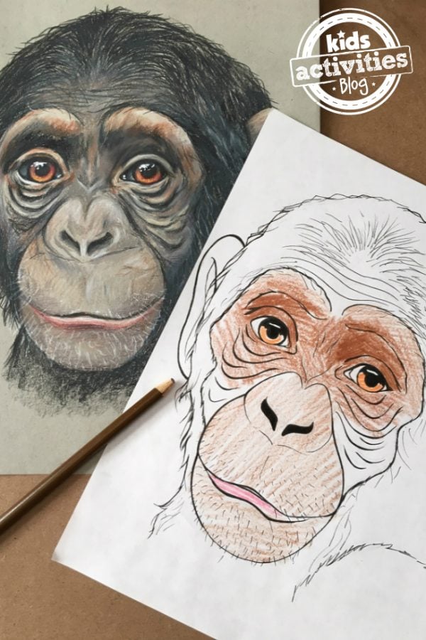 playful chimpanzee coloring pages printable jpg