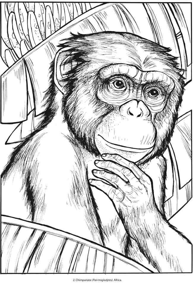 playful chimpanzee coloring pages printable jpg