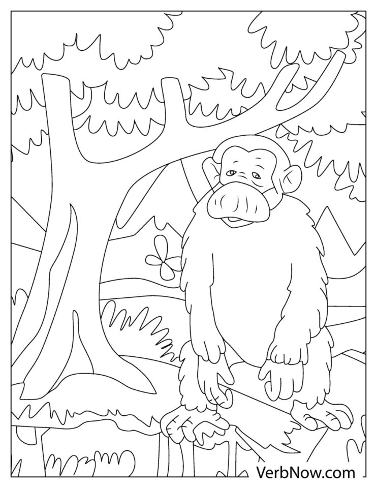 playful chimpanzee coloring pages printable jpg