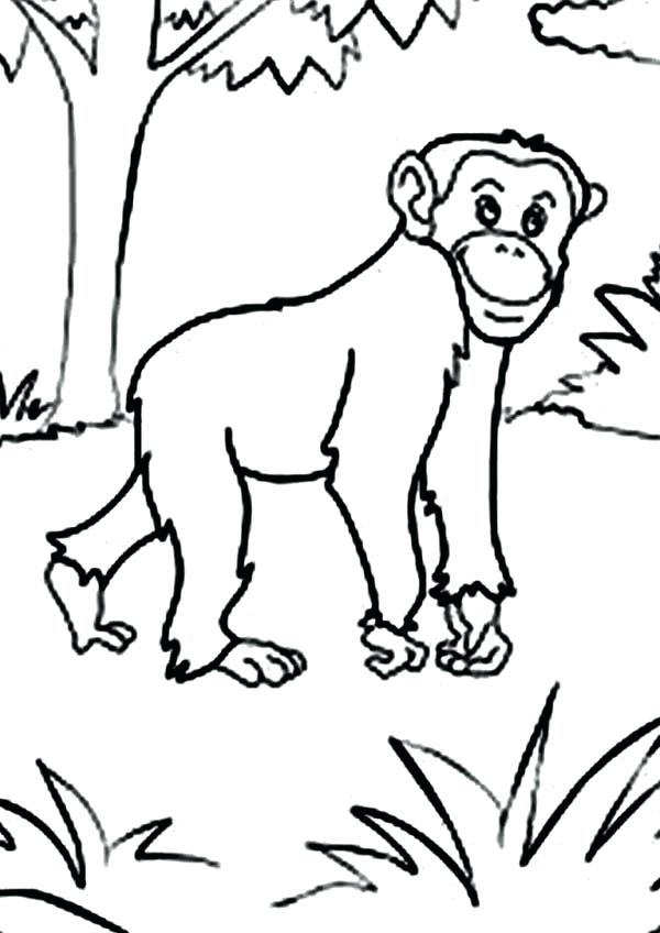 playful chimpanzee coloring pages printable jpg