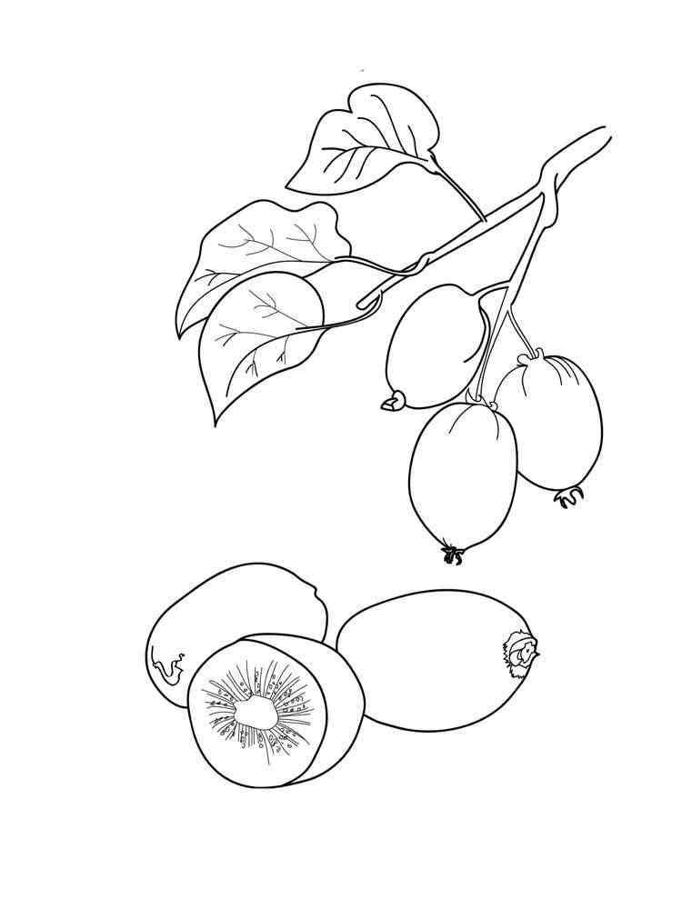 refreshing kiwi coloring pages printable jpg