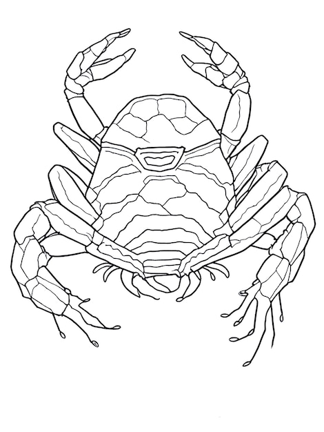 snappy crab coloring pages for kids printable jpg