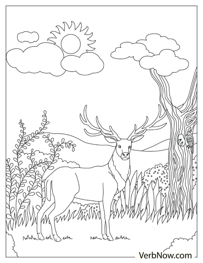 white tailed deer coloring pages printable jpg