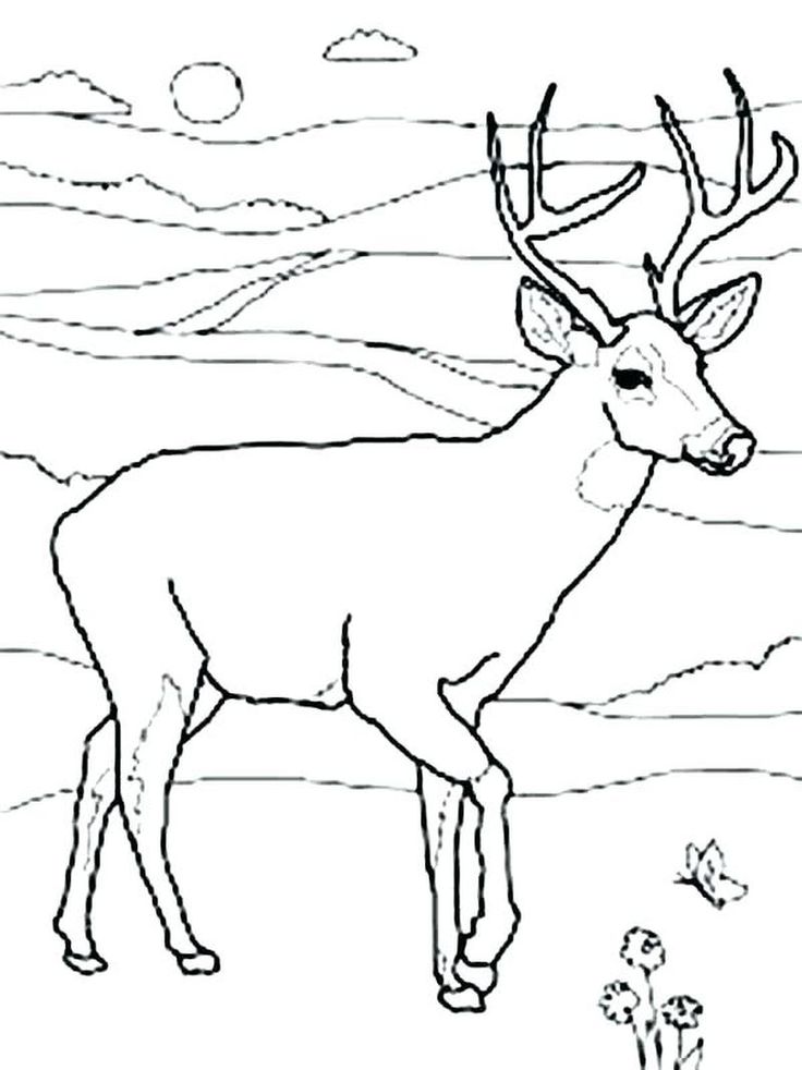 white tailed deer coloring pages printable jpg