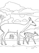 white tailed deer coloring pages printable jpg