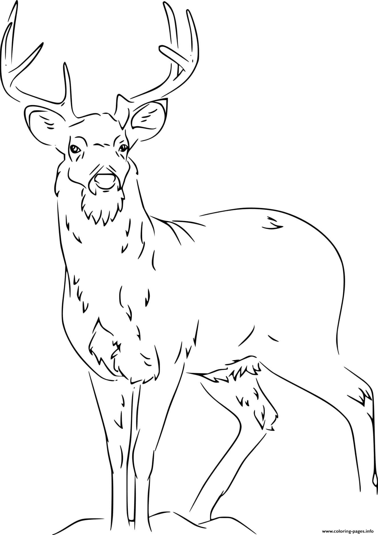 white tailed deer coloring pages printable jpg