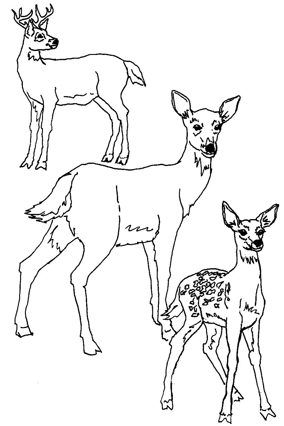 white tailed deer coloring pages printable jpg