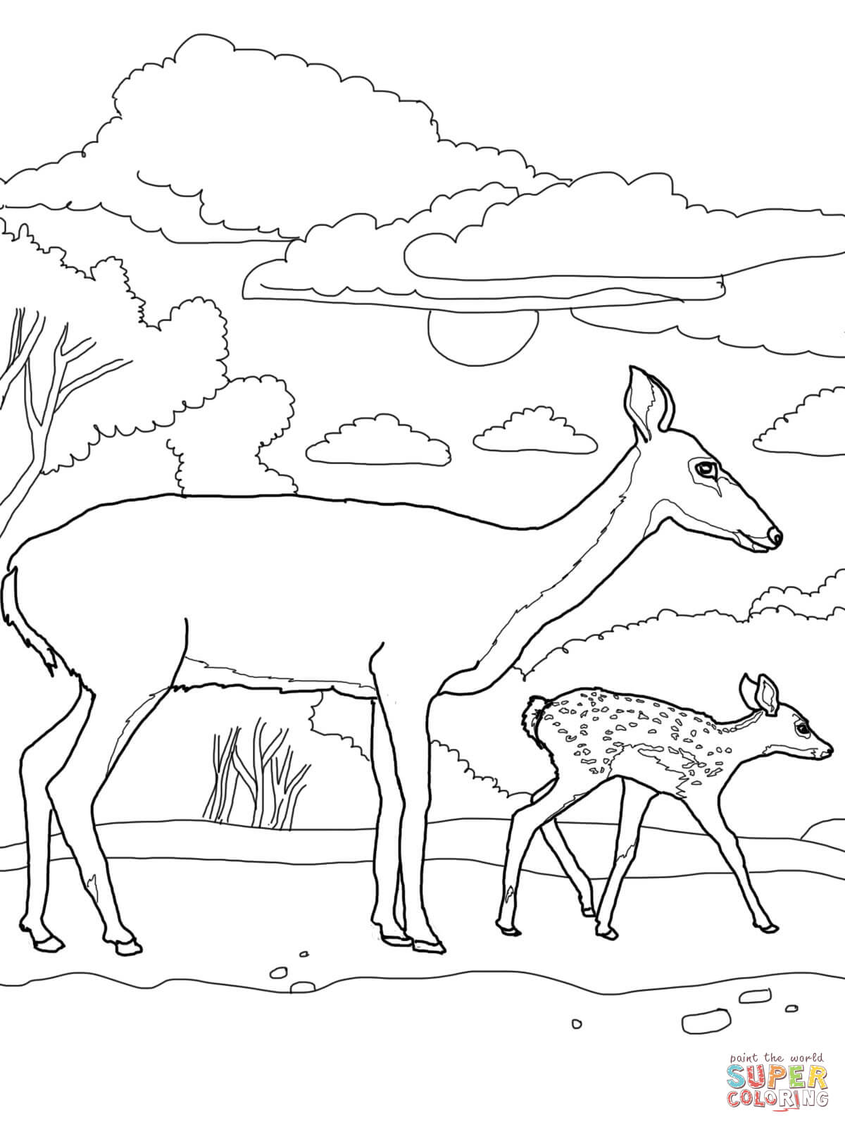 white tailed deer coloring pages printable jpg