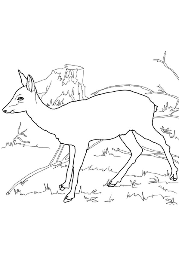 white tailed deer coloring pages printable jpg