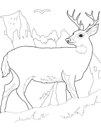 white tailed deer coloring pages printable jpg