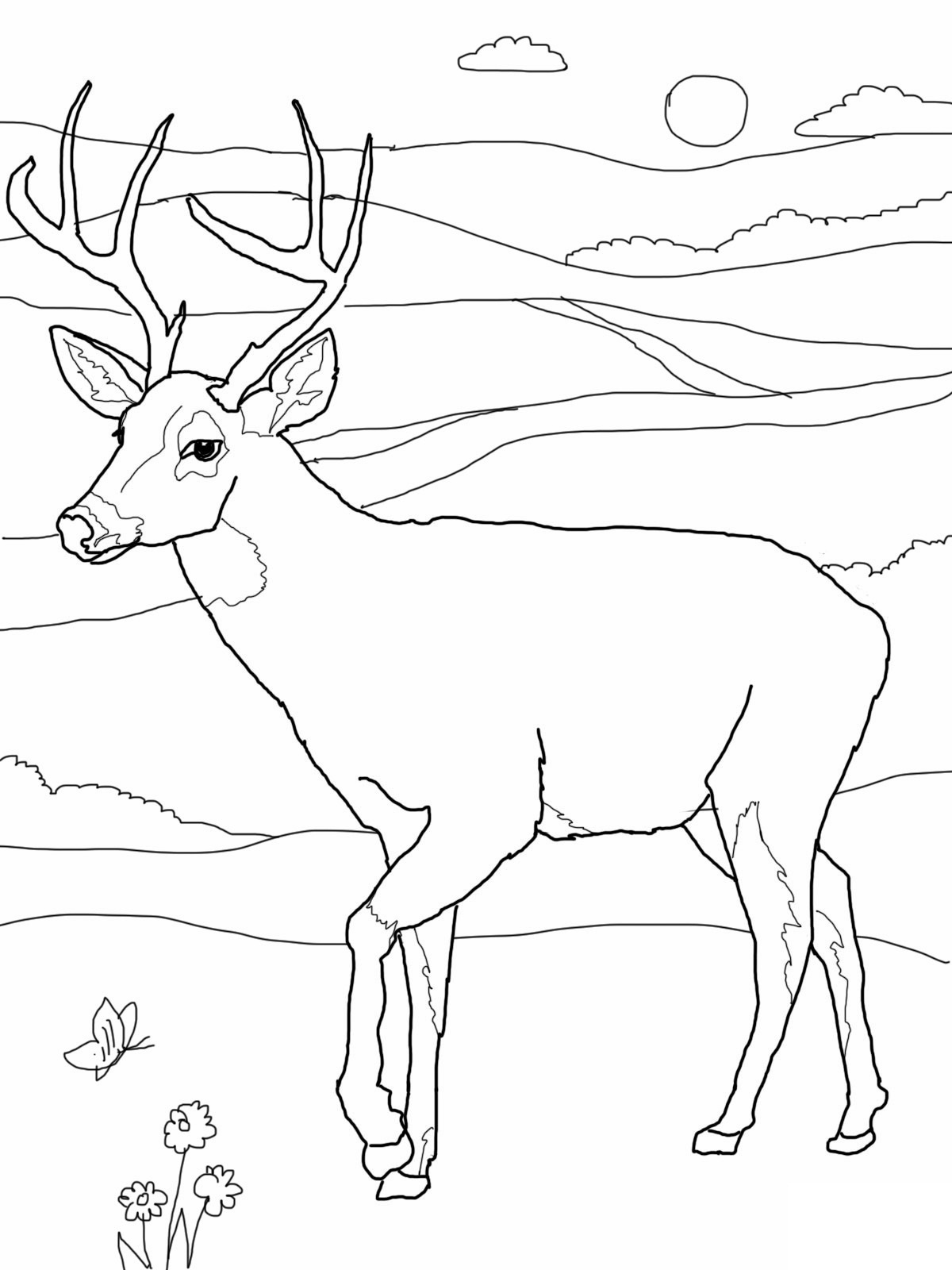 white tailed deer coloring pages printable jpg