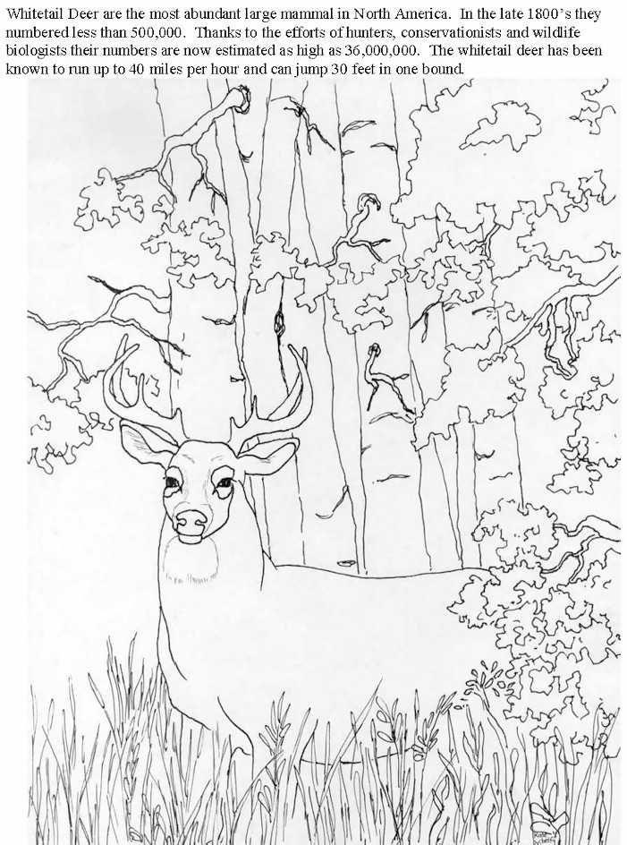 white tailed deer coloring pages printable jpg