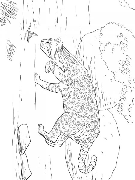 ocelot coloring pages printable jpg