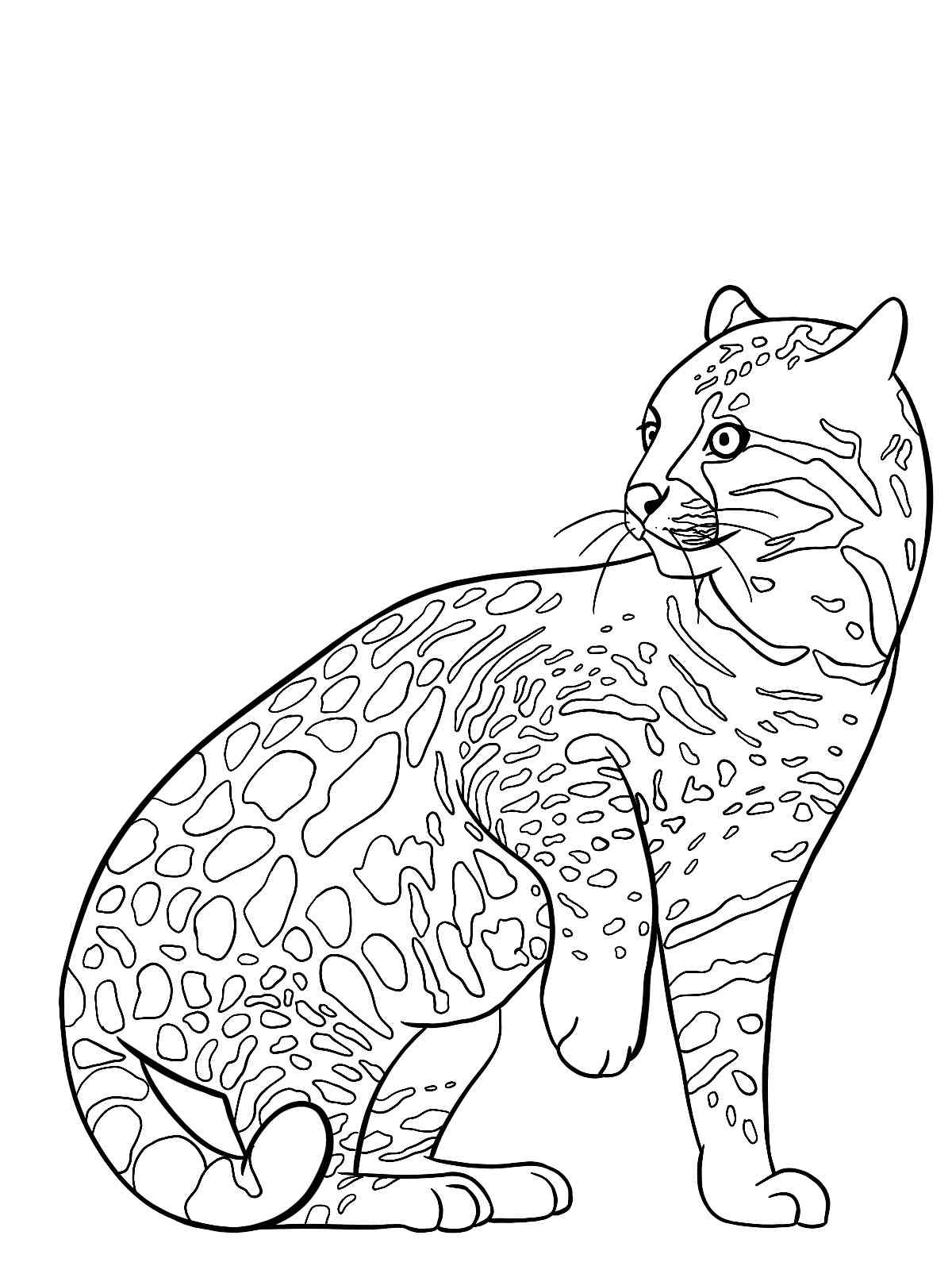 ocelot coloring pages printable jpg