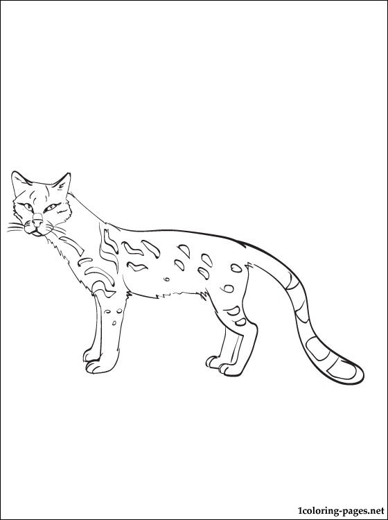 ocelot coloring pages printable jpg