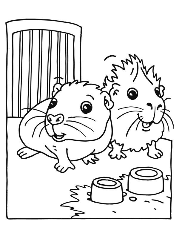 cute baby guinea pig coloring page jpg jpg