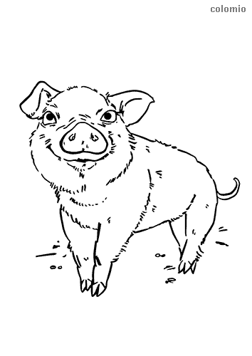 funny piglet png jpg