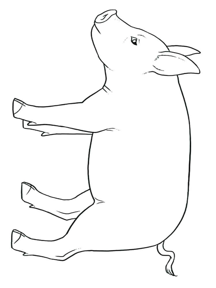 cute baby pig coloring pages jpg jpg