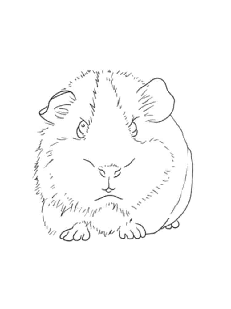 guinea pig coloring pages jpg jpg