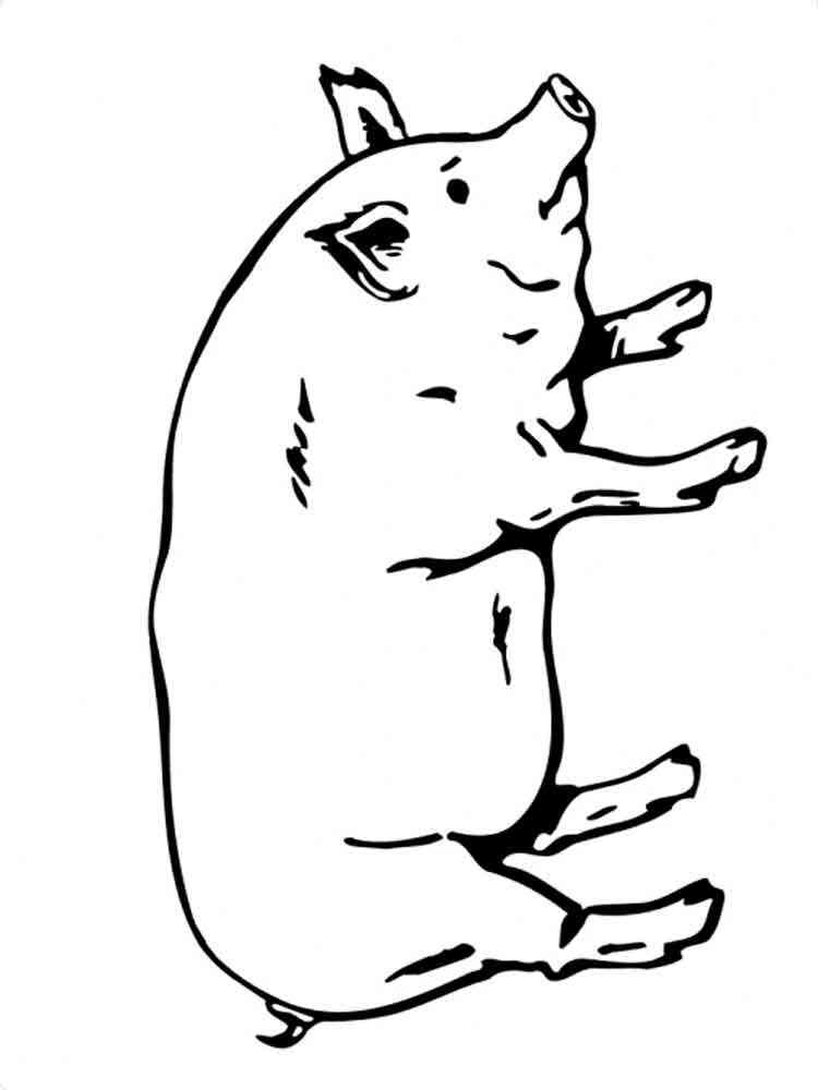 pig coloring pages jpg jpg