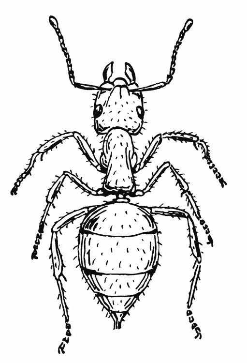 49+ Printable Cute Ant Coloring Pages Sketch