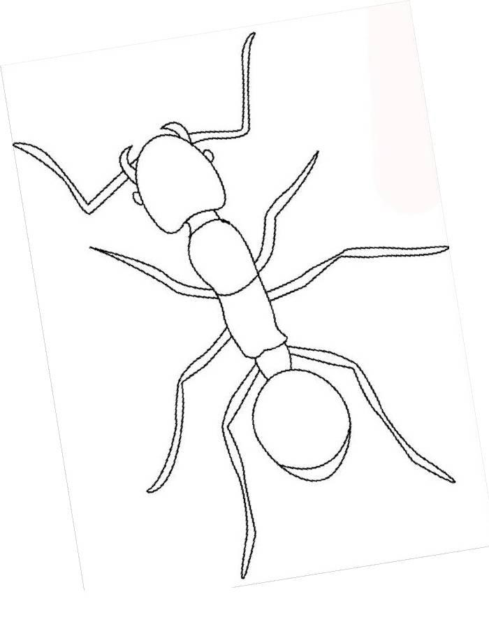 50+ Printable Cute Ant Coloring Pages Colored